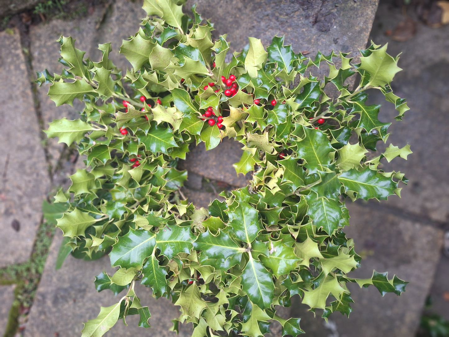 Holly wreath