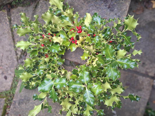 Holly wreath