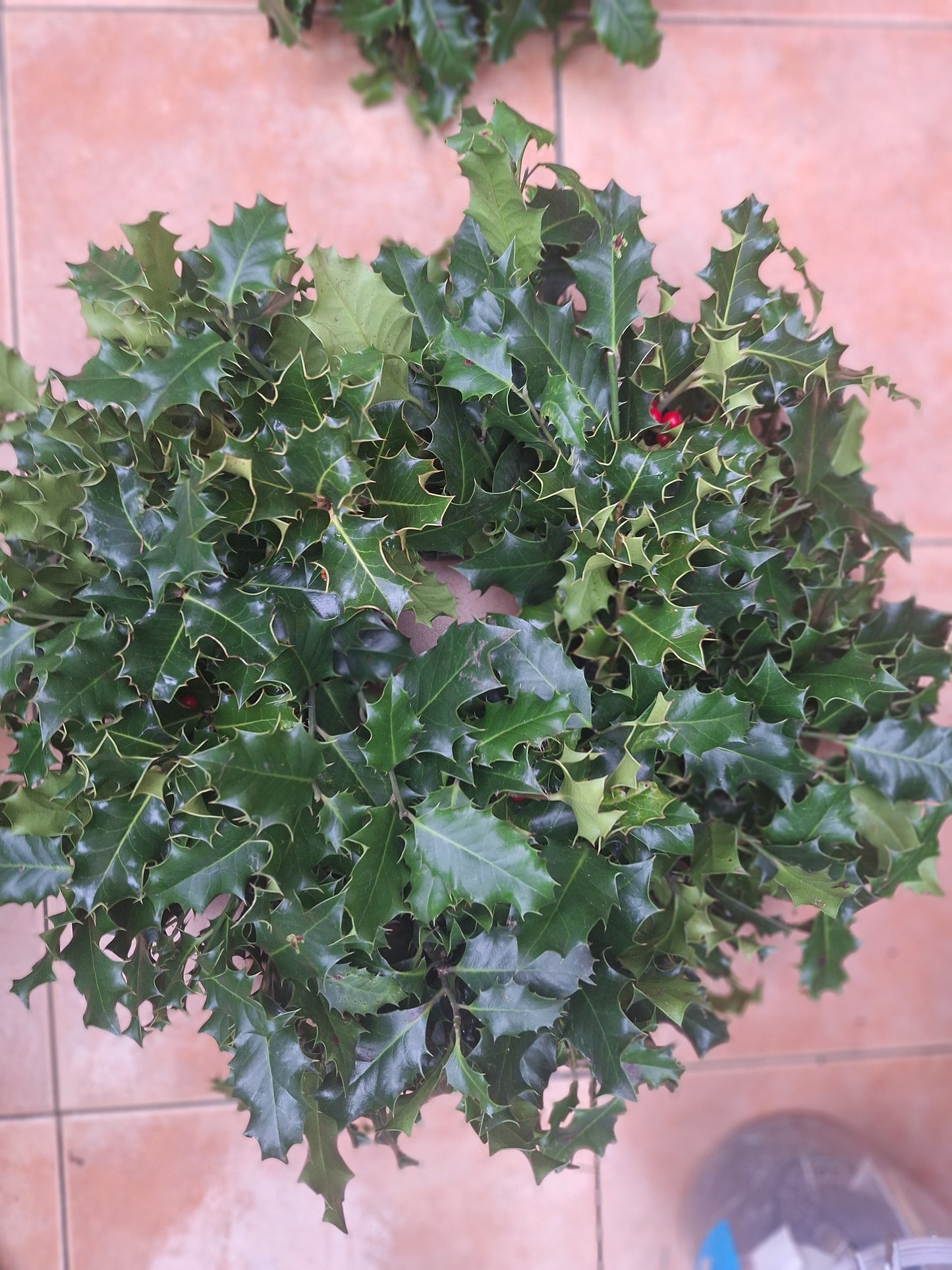 Holly wreath